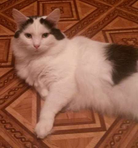 Белесик - котик с замечательным характером Белесик - котик с замечательным характером
