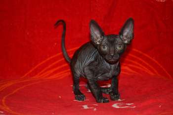 Элитные котята корниш рекс Элитные котята корниш рекс