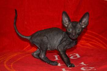 Роскошные котята Корниш рекс Роскошные котята Корниш рекс