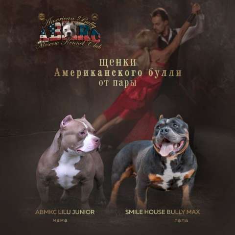 Щенки Американского Булли. тип: Покет. Щенки Американского Булли. тип: Покет.