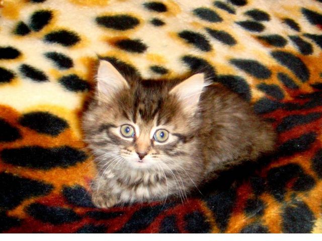 Сибирская кошечка Сибирская кошечка