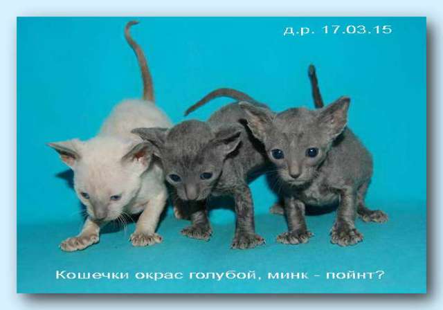 Корниш рекс - кудрявые котята. Корниш рекс - кудрявые котята.