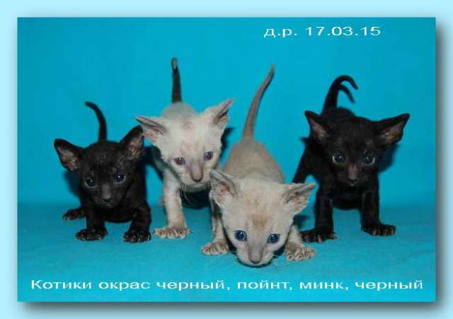 Корниш рекс - кудрявые котята. Корниш рекс - кудрявые котята.