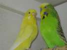 Волнистые попугаи выставочного типа