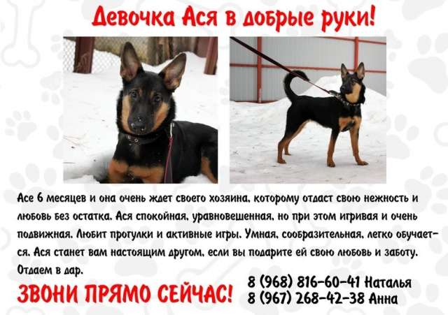 Ася очень хочет домой Ася очень хочет домой