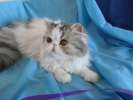 Кошка персидская чудо