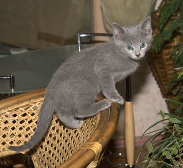 котята породы РУССКАЯ ГОЛУБАЯ. котята породы РУССКАЯ ГОЛУБАЯ.