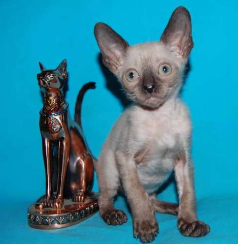 Корниш рекс - кудрявые котята. Корниш рекс - кудрявые котята.
