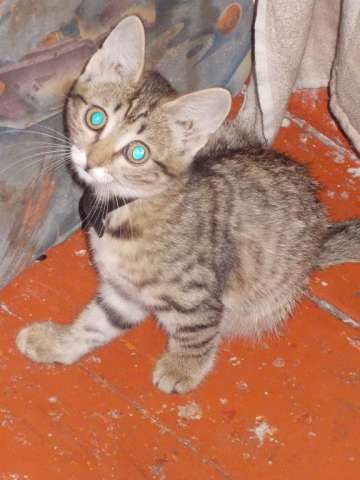 4 котёнка 4 котёнка