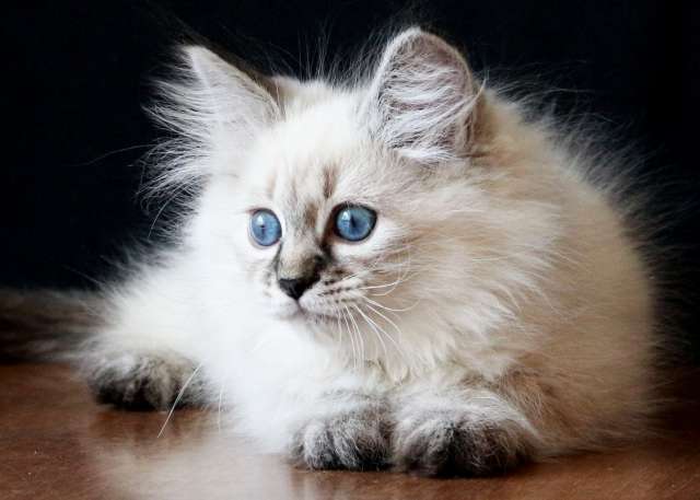 Котята невские маскарадные питомник Марис Стелла Котята невские маскарадные питомник Марис Стелла