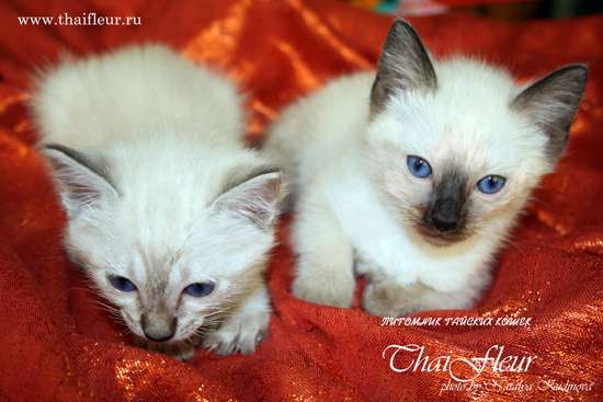 Тайские котята (старотипные сиамские) Тайские котята (старотипные сиамские)