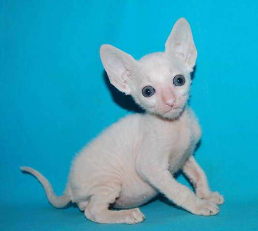 Корниш рекс - кудрявые котята. Корниш рекс - кудрявые котята.