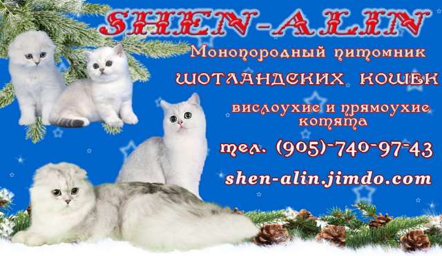ШОТЛАНДСКИЕ КОТЯТА - СЕРЕБРИСТЫЕ ШИНШИЛЛЫ ШОТЛАНДСКИЕ КОТЯТА - СЕРЕБРИСТЫЕ ШИНШИЛЛЫ