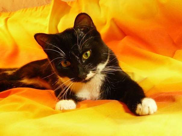 КОТЁНОК ИЩЁТ ДОМ КОТЁНОК ИЩЁТ ДОМ
