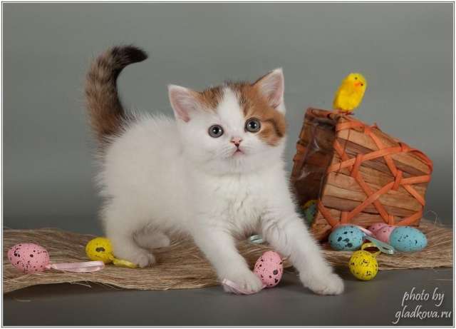 Удивительные котята для вас Удивительные котята для вас