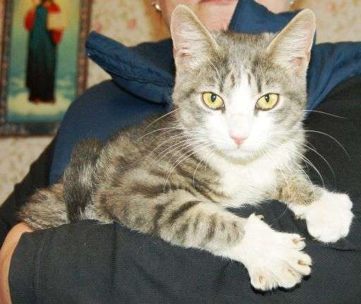 Котенок Релакс целовашка и обнимашка 5 мес в добрые руки! Котенок Релакс целовашка и обнимашка 5 мес в добрые руки!