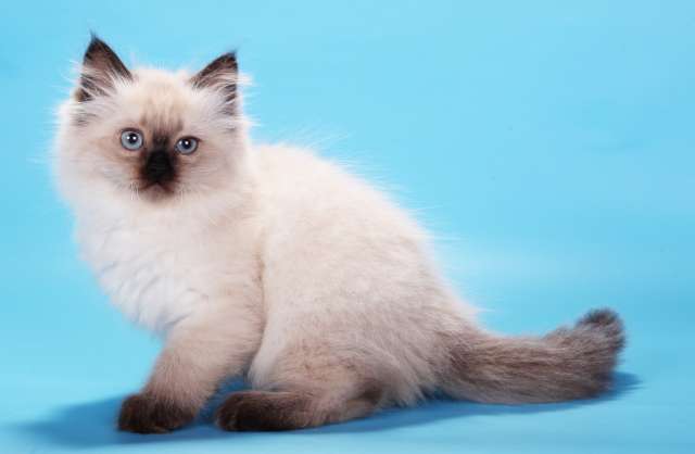 Синеглазые пушистики из питомника Марис Стелла Синеглазые пушистики из питомника Марис Стелла