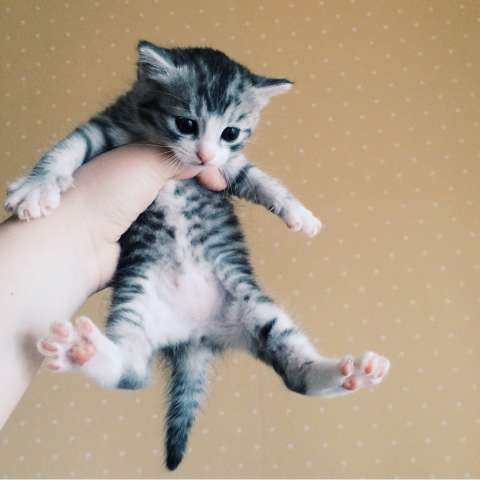 Милый котенок в добрые руки Милый котенок в добрые руки