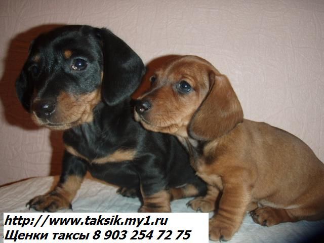 ЩЕНКИ ТАКСЫ.Стандартная такса,карликовая такса.Кроличья такса ЩЕНКИ ТАКСЫ.Стандартная такса,карликовая такса.Кроличья такса