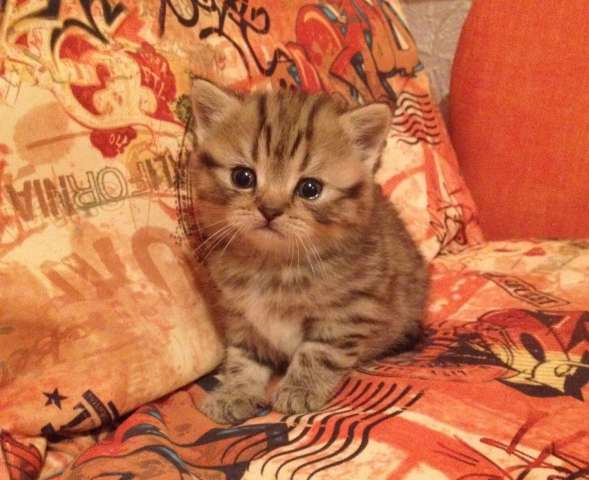 Шотландские кошечки Шотландские кошечки