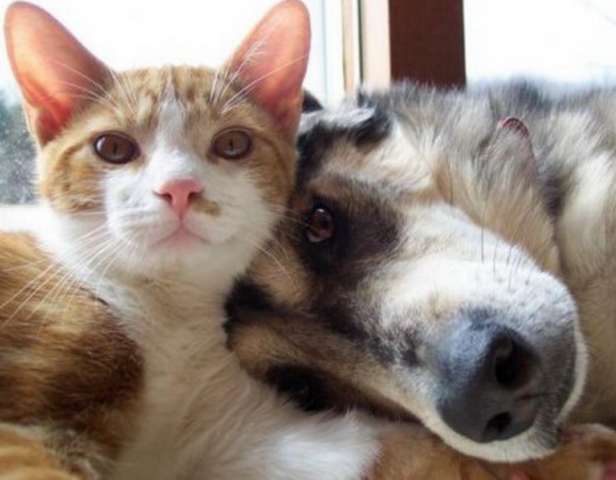 Домашняя передержка кошек и собак Домашняя передержка кошек и собак