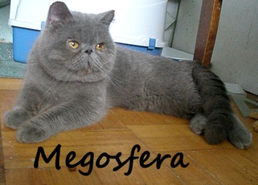 Голубые плюшевые котята Голубые плюшевые котята