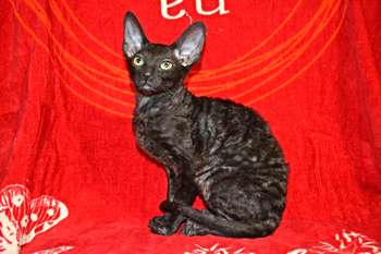 Роскошные котята Корниш рекс Роскошные котята Корниш рекс