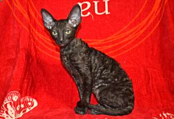 Роскошная кошечка Корниш рекс Роскошная кошечка Корниш рекс