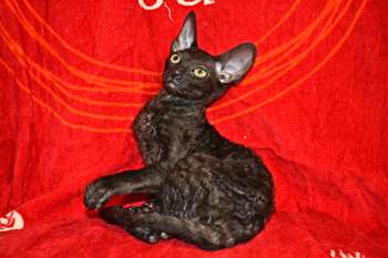 Элитные котята корниш рекс Элитные котята корниш рекс
