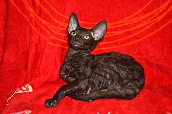 Элитные котята корниш рекс Элитные котята корниш рекс