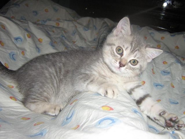 БРИТАНСКИЙ ПЛЮШЕВЫЙ КОТИК!!