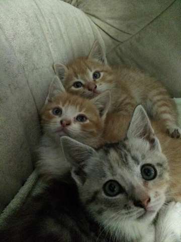 Котята Котята