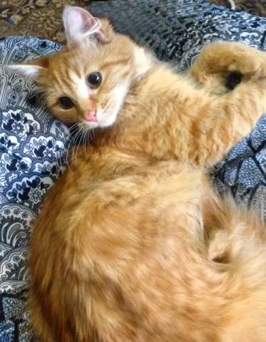 Рыжий котенок Рыжий котенок