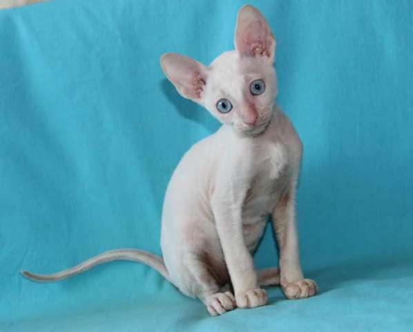 Корниш рекс - кудрявые котята. Корниш рекс - кудрявые котята.