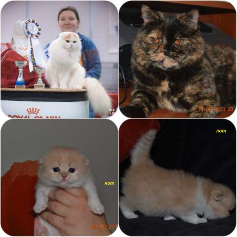 шотландские котята красных и кремовых окрасов шотландские котята красных и кремовых окрасов