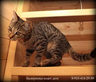 Котенок Балеринка Котенок Балеринка
