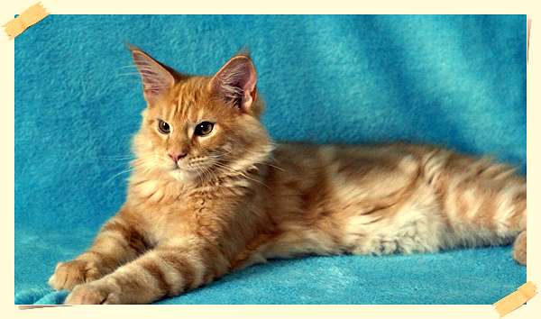 Рыжие котята мейн кун Рыжие котята мейн кун