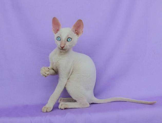 Корниш рекс - кудрявые котята. Корниш рекс - кудрявые котята.