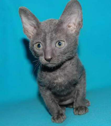 Корниш рекс - кудрявые котята. Корниш рекс - кудрявые котята.