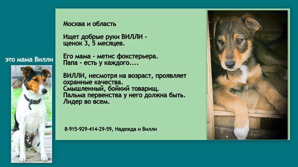 Щенок в добрые ручки Щенок в добрые ручки