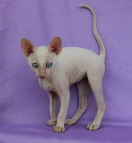 Корниш рекс - кудрявые котята. Корниш рекс - кудрявые котята.