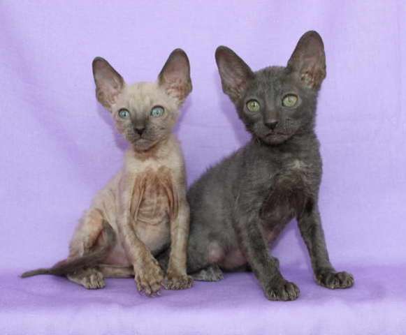 Корниш рекс - кудрявые котята. Корниш рекс - кудрявые котята.