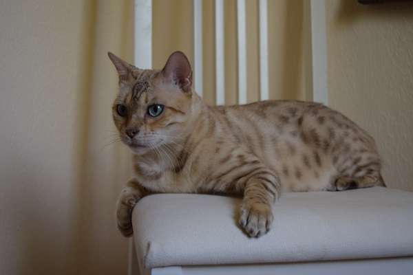 Шикарная бенгальская кошечка Шикарная бенгальская кошечка