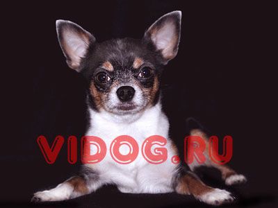 Чихуахуа гш титулованный кобель эксклюзивного трехцветного окраса для вязок Чихуахуа гш титулованный кобель эксклюзивного трехцветного окраса для вязок