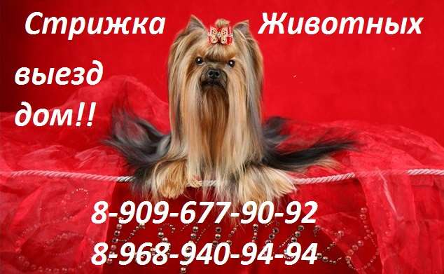 стрижка животных выезд на дом стрижка животных выезд на дом