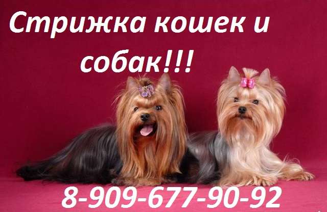 стрижка животных выезд на дом стрижка животных выезд на дом