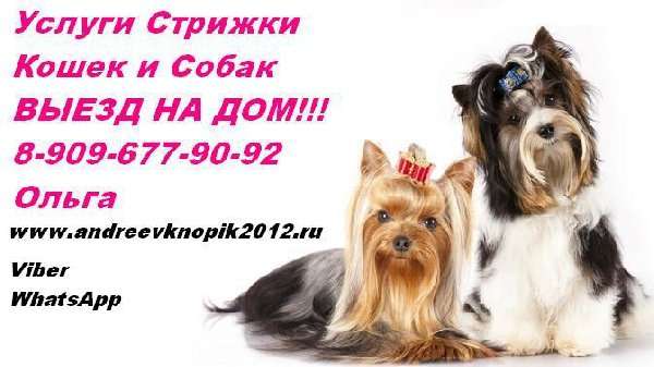 стрижка кошек и собак выезд на дом к питомцу стрижка кошек и собак выезд на дом к питомцу