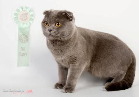 Шотланский Вислоухий Шотланский Вислоухий