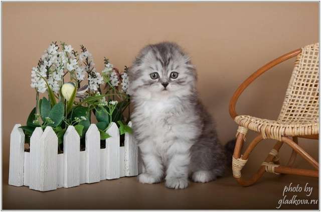 Котята - отличные друзья Котята - отличные друзья