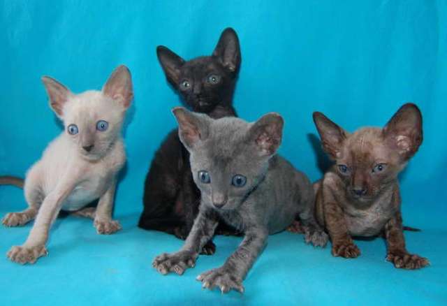 Корниш рекс - кудрявые котята. Корниш рекс - кудрявые котята.